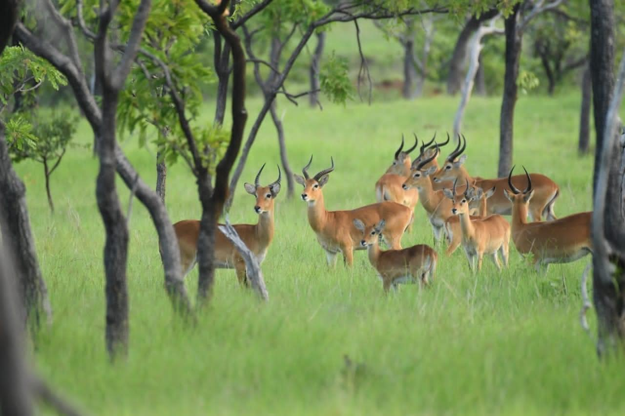 Tourisme : Le Parc National de la Comoé, un joyau à redécouvrir